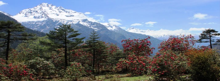 1857/Yarlam Resort - Lachung 10.jpg